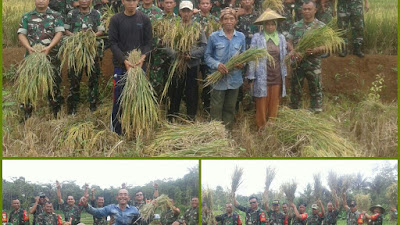 Koramil 1301/Ciamis Bantu Petani Panen Perdana