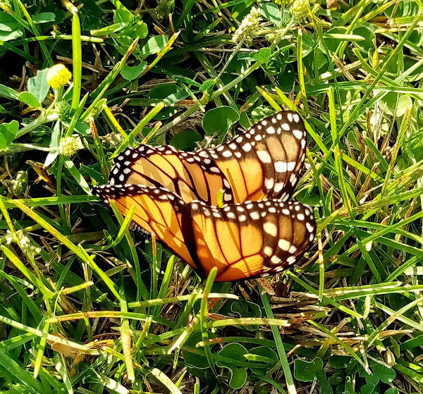 late May butterfly