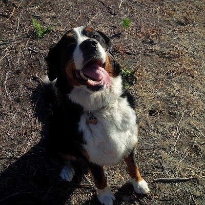 Charlie, the happiest dog in the world