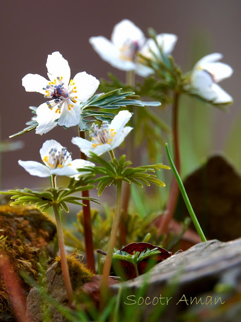 Shibateranthis pinnatifida