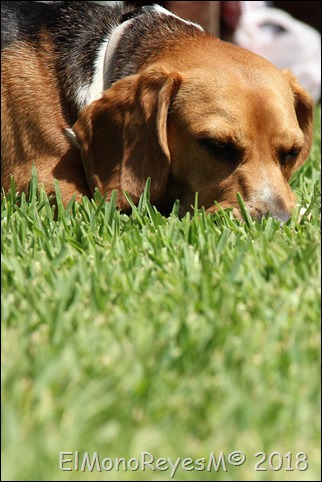 Pancha Reposo