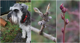 Toby the dog and some other buds - Carrie Gault