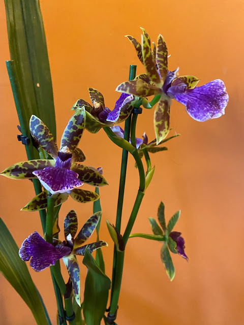 A purple spotty orchid, with pointed green leaves.