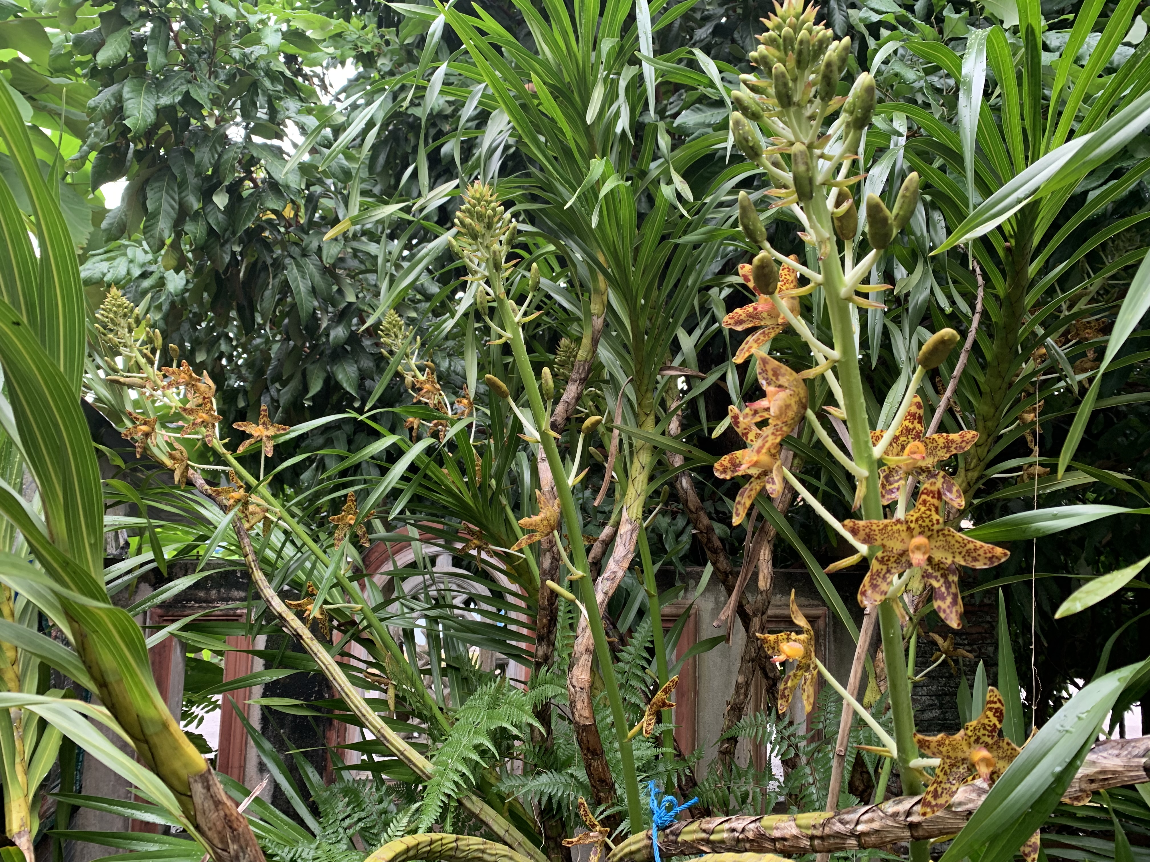 spesis orkid, bunga hutan, hasil hutan, bunga cantik, anggerik, hobi