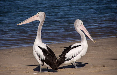 Pelican facts and information