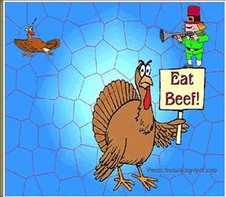 Funny Turkey Pictures