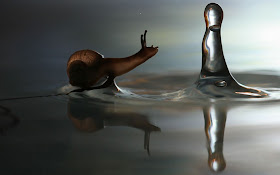Macro photographs of snails and insects by Vadim trunov, macro photographs, snail water drop