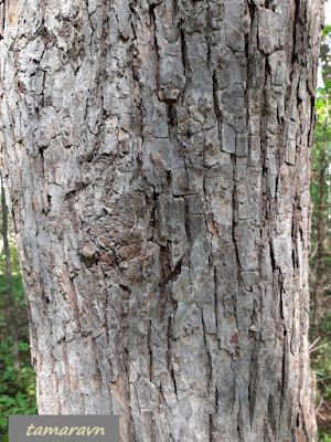 Липа амурская (Tilia amurensis)