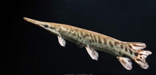 Tropical Gar(atractosteus tropicus)