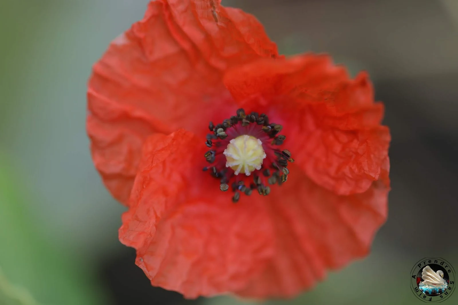 Sirop de coquelicot