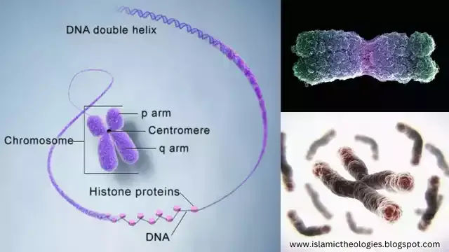 Chromosomes ki banawat