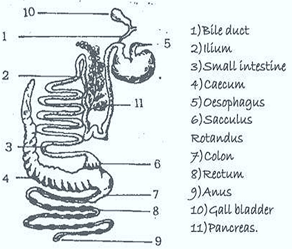 digestive-system-rabbit-mammal