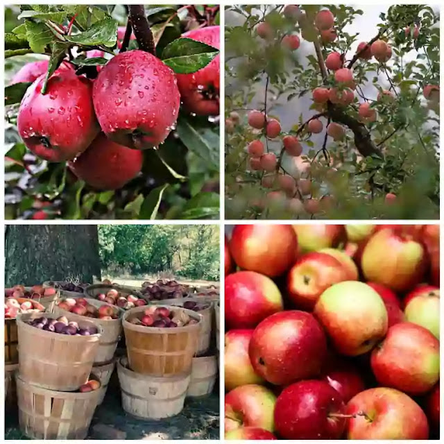 Apple farming yield per acre