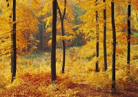 Autumn Forest Wall Mural5