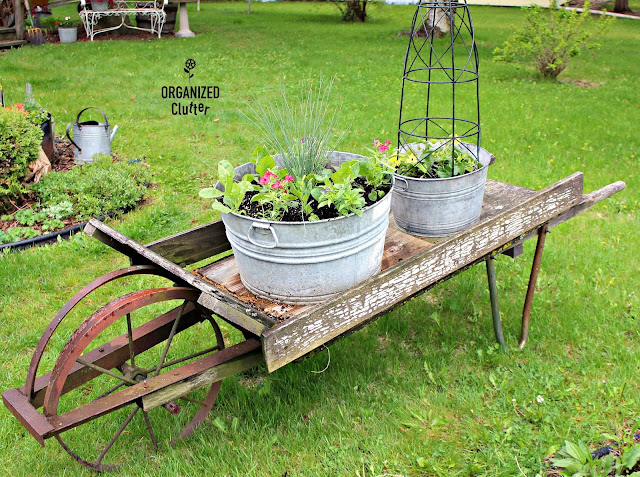 Nicotiana And My Rustic Garden Wheelbarrow