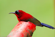 Male crimson sunbird (Aethopyga siparaja)