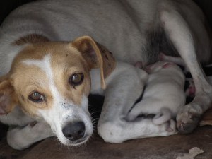 Cão cego socorre cadelinha que dava à luz na rua