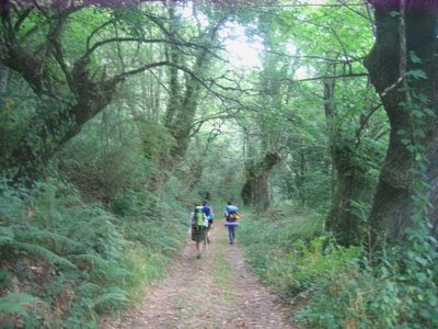 camino de santiago. robles