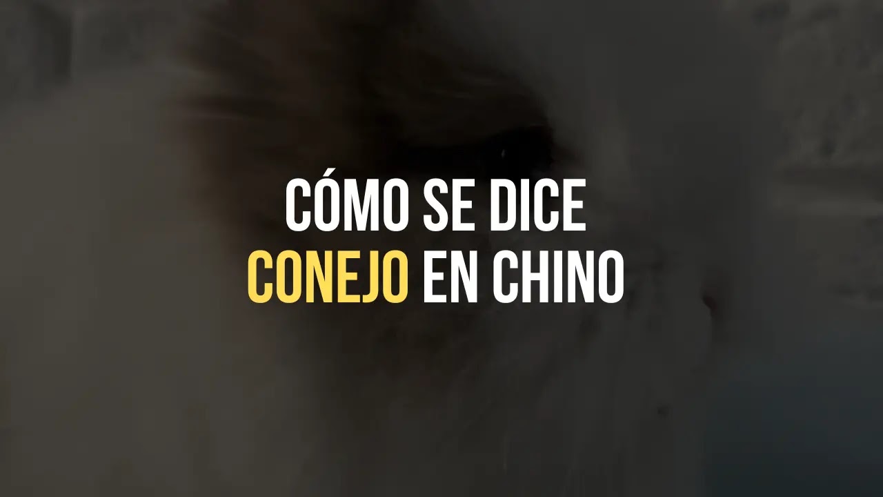 ¿Cómo se dice conejo en chino?