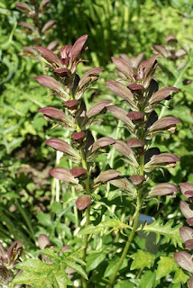 Acanthe de Hongrie - Acanthus hungaricus - Acanthe des Balkans