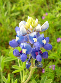 Bluebonnet wildflower at White Rock Lake, Dallas, Texas