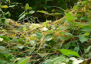 Cuscuta sp. form