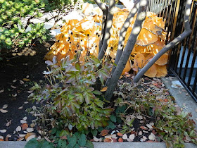 Toronto Garden District Courtyard Fall Cleanup Before by Paul Jung Gardening Services--a Toronto Organic Gardener