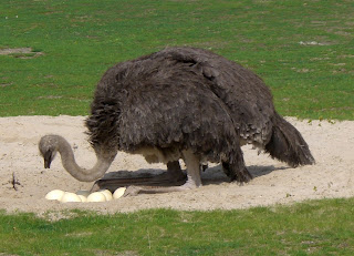 Ostriches