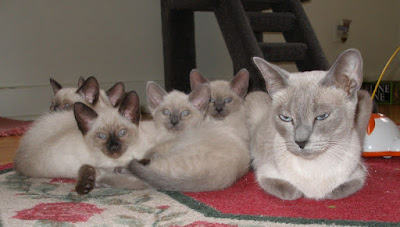 siamese cat breeding info