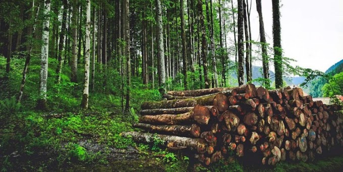 Forest Conservation Amendment Bill 2023: Some points raised by Advocate Chitta Ranjan Behera