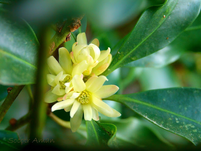 Illicium anisatum