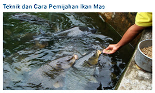 Teknik dan Cara Pemijahan Ikan Mas