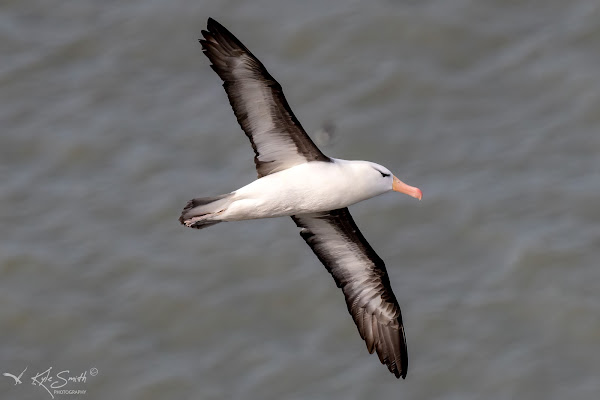 Black-browed albatross