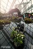 Cloud Forest, Singapore