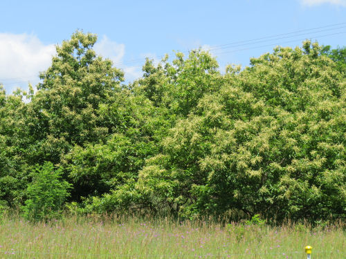 stand of Chestnut trees