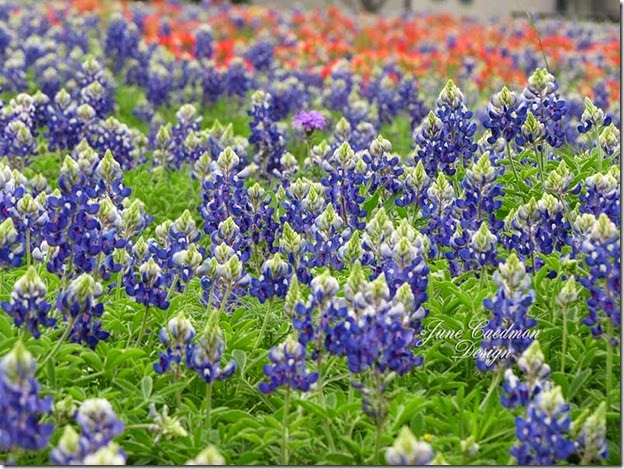 FieldofBluebonnets