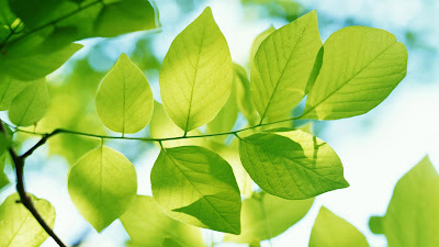 Green leaves,nature,nature wallpapers,leaves,hd wallapapers