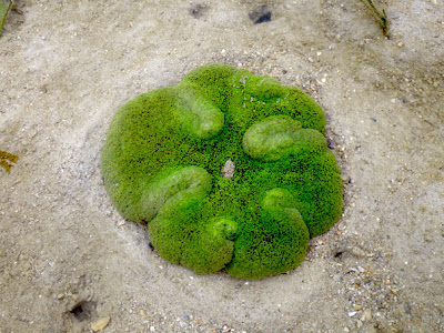 Haddon's Carpet Anemone (Stichodactyla haddoni)