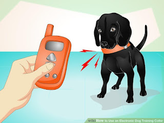 How to Use an Electronic Dog Training Collar