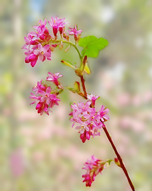 A close up of a single branch of flowering current with racemes of flowers