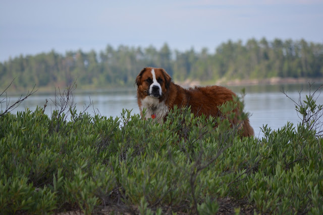 National Trails Day June 6 Guide to safe day hiking with your dog