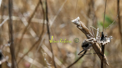 Mantis religiosa