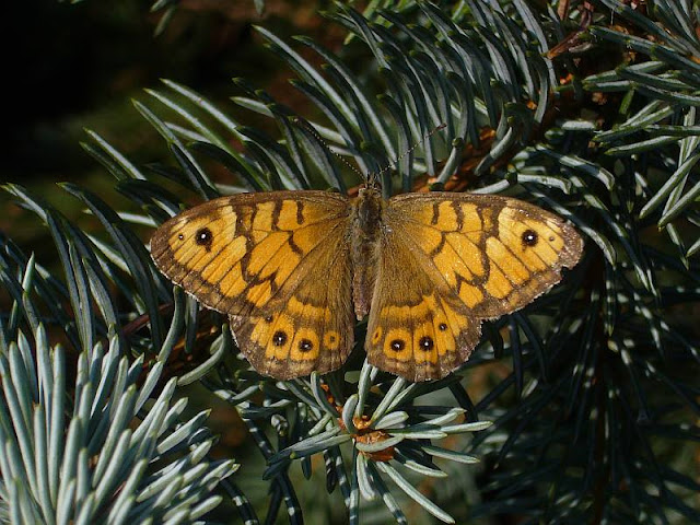 Lasiommata megera, Mauerfuchs