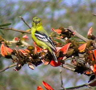 Aegithina nigrolutea