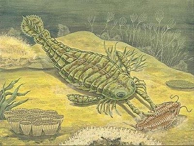 Sea Scorpion - Was Bigger Than a Human  Seen On www.coolpicturegallery.us