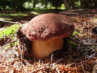 Boletus pinophilus