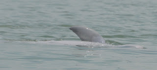 Irrawaddy Dolphin (Orcaella brevirostris)