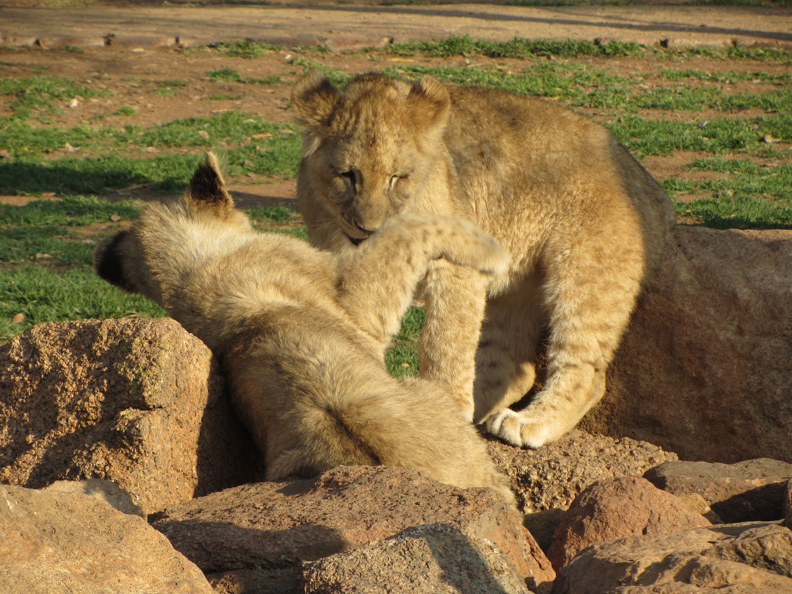 Ukatulu Lion Reserve