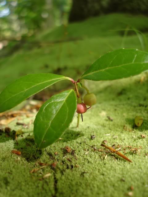 Photo: Wintergreen, Gaultheria procumbens