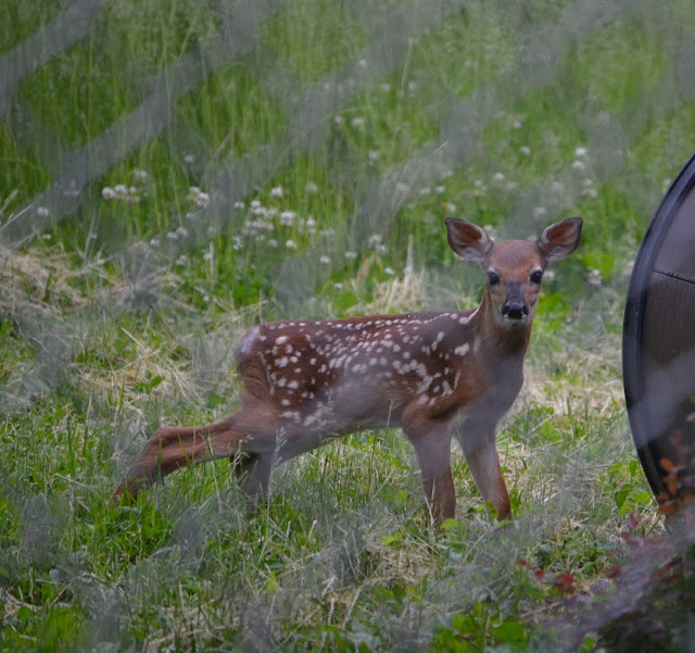 A white-tailed fawn in profile looks at the camera.